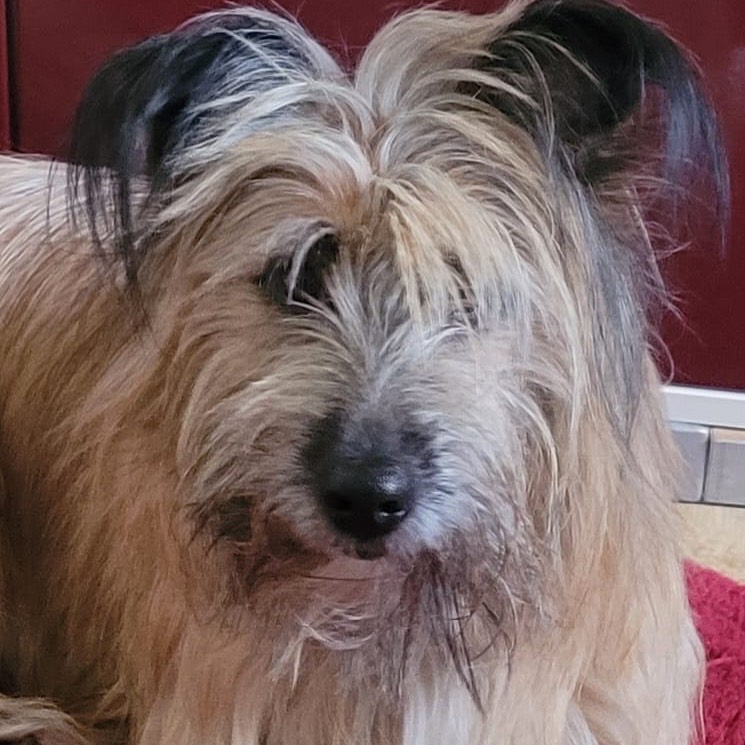 Willi