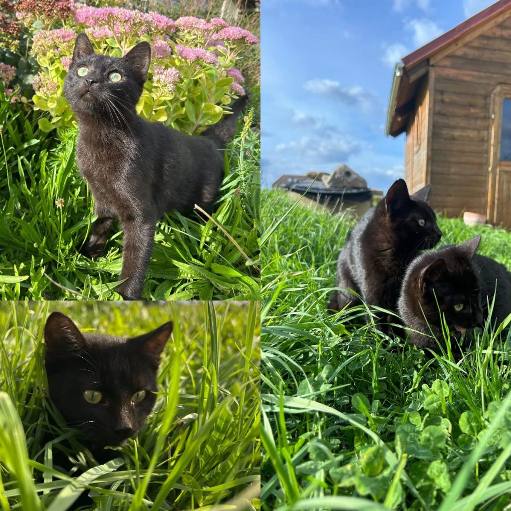4 Jungkatzen -Vermittlungshilfe-